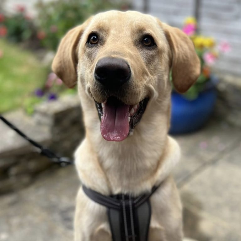 Smiling labrador.