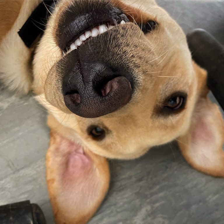 Happy Labrador relaxing after a walk in Bristol
